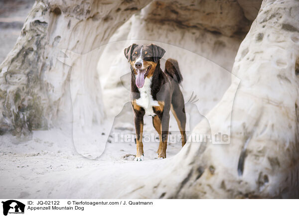 Appenzeller Sennenhund / Appenzell Mountain Dog / JQ-02122