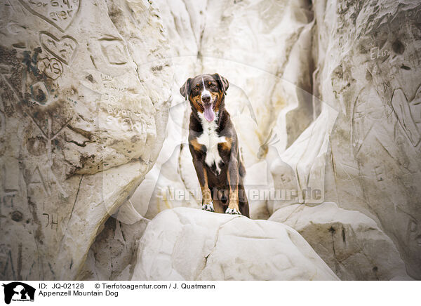 Appenzeller Sennenhund / Appenzell Mountain Dog / JQ-02128