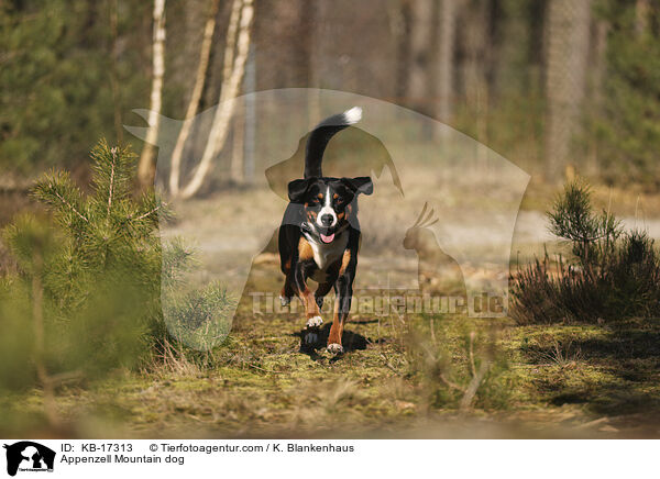 Appenzeller Sennenhund / Appenzell Mountain dog / KB-17313