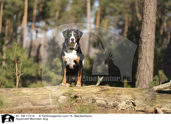 Appenzeller Sennenhund / Appenzell Mountain dog / KB-17318