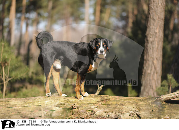 Appenzeller Sennenhund / Appenzell Mountain dog / KB-17319