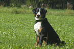 Appenzeller Mountain Dog