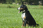 Appenzeller Mountain Dog