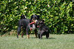 Appenzell Mountain Dog and French Bulldog