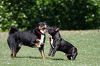 Appenzell Mountain Dog and French Bulldog