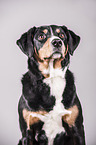 Appenzell Mountain Dog Portrait