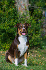 sitting Appenzell Mountain Dog