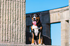 sitting Appenzell Mountain Dog