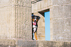 sitting Appenzell Mountain Dog