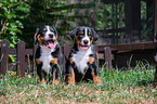 Appenzell Mountain Dog Puppies