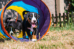 Appenzell Mountain Dog Puppies