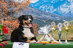 Appenzell Mountain Dog with prize cups
