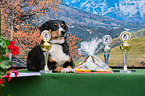 Appenzell Mountain Dog with prize cups