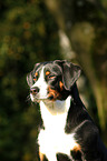 Appenzell Mountain Dog Portrait