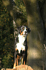 Appenzell Mountain Dog