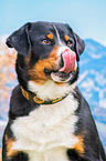 Appenzell Mountain Dog portrait