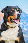 Appenzell Mountain Dog portrait