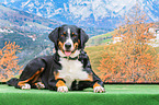 lying Appenzell Mountain Dog