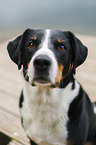 Appenzell Mountain Dog Portrait