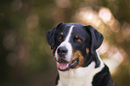 Appenzell Mountain Dog Portrait