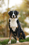 sitting Appenzell Mountain Dog