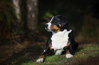lying Appenzell Mountain Dog