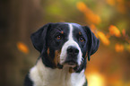 Appenzell Mountain Dog Portrait