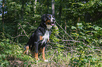 sitting Appenzell Mountain Dog