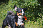 running Appenzell Mountain Dog