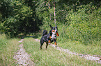 running Appenzell Mountain Dog