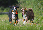 running Appenzell Mountain Dogs