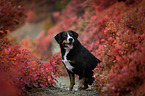 Appenzell Mountain Dog between autumn leaves