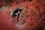 Appenzell Mountain Dog between autumn leaves