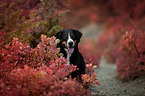 Appenzell Mountain Dog between autumn leaves