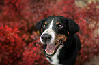 Appenzell Mountain Dog between autumn leaves