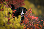 Appenzell Mountain Dog between autumn leaves