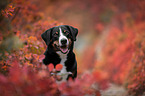 Appenzell Mountain Dog between autumn leaves