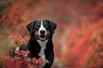 Appenzell Mountain Dog between autumn leaves