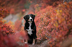 Appenzell Mountain Dog between autumn leaves