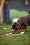 Appenzeller Mountain Dog Puppy