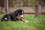 Appenzeller Mountain Dog Puppy