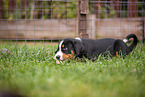 Appenzeller Mountain Dog Puppy