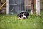 Appenzeller Mountain Dog Puppy