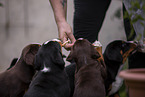 Appenzeller Mountain Dog Puppy