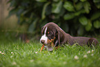 Appenzeller Mountain Dog Puppy