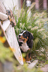 Appenzeller Mountain Dog Puppy