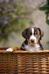 Appenzeller Mountain Dog Puppy