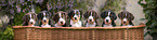 Appenzeller Mountain Dog Puppies