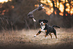 Appenzell Mountain Dog in autumn