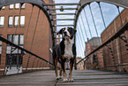 female Appenzell Mountain Dog